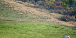 white horse eating grass