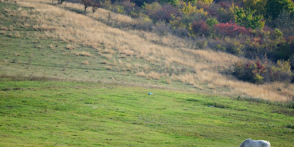white horse eating grass